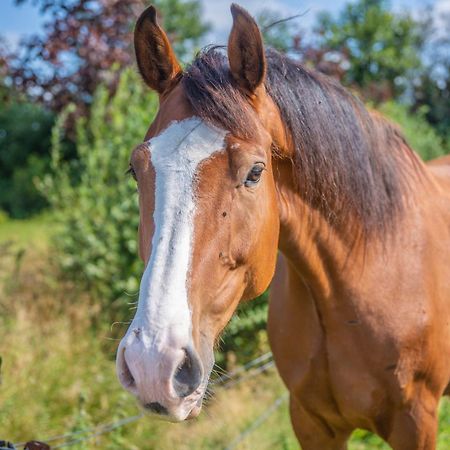 De Veenborg Kolham Esterno foto