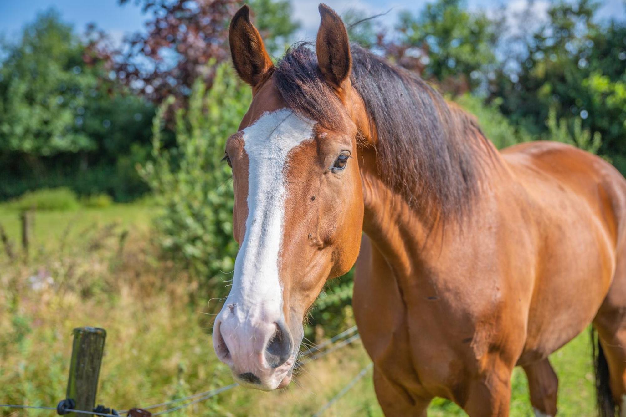 De Veenborg Kolham Esterno foto